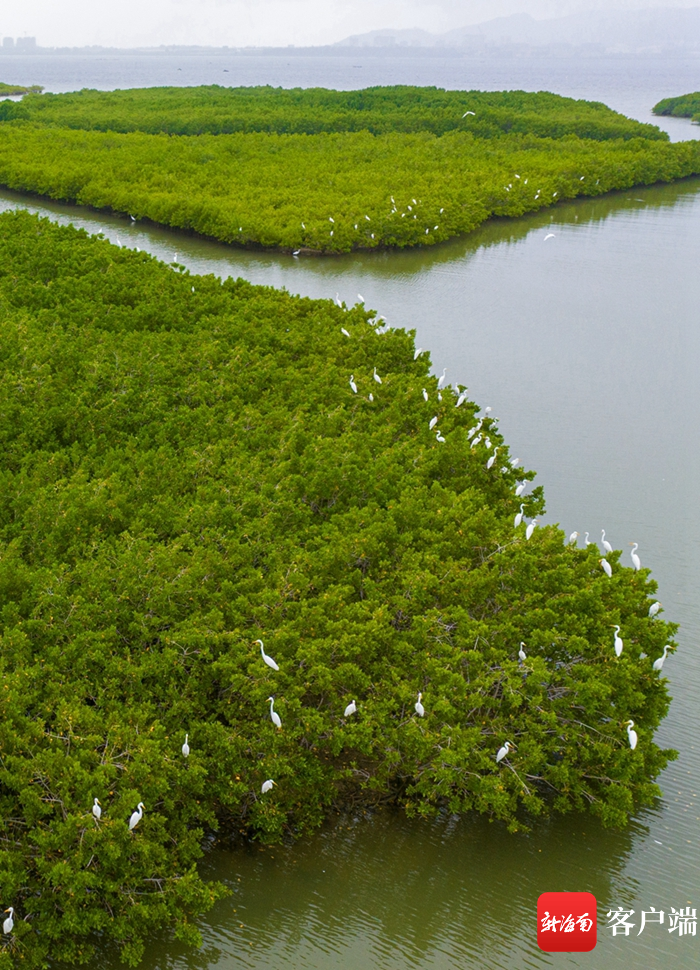 海南陵水红树林国家湿地公园上的"鸟浪".记者 吴兴财 摄