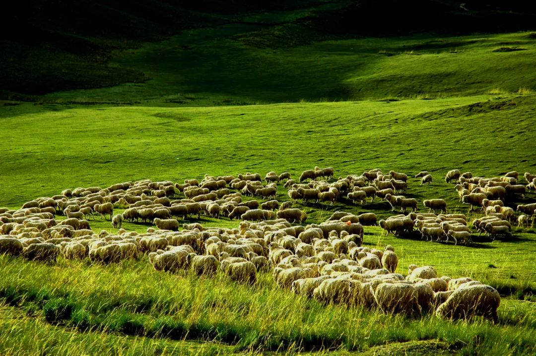 图为肃南草原风光.肃南县委宣传部供图