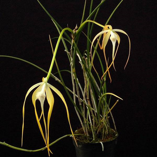 图8 烟火柏拉库索兰的植株