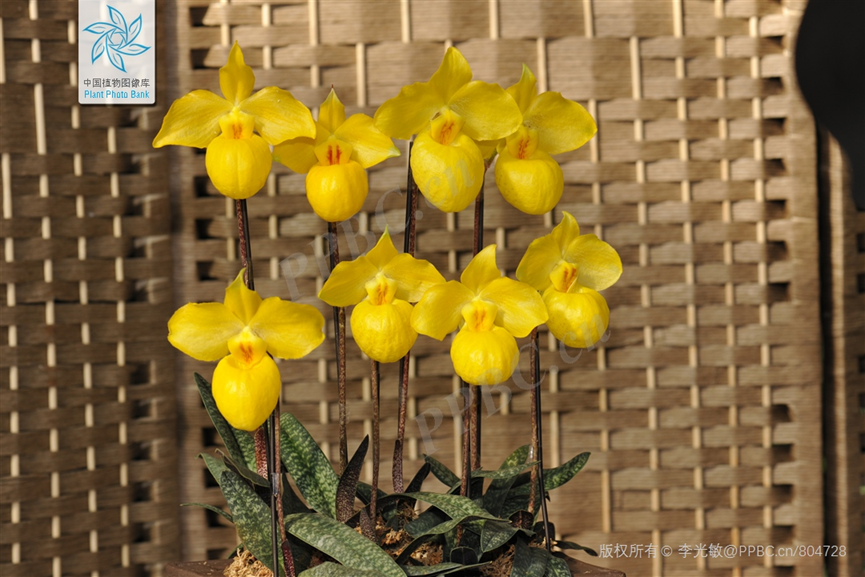 杏黄兜兰的叶子有美丽