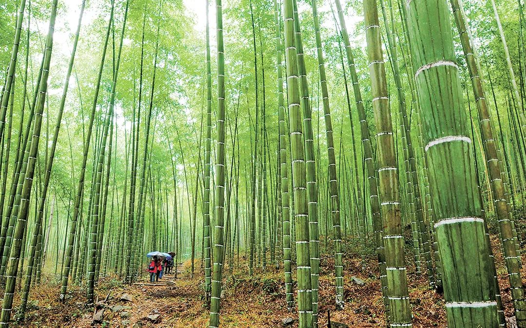 写好竹文章 撬动大产业|福建省_新浪财经_新浪网