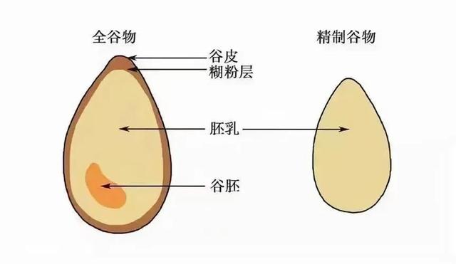 豌豆结构分析图片图片