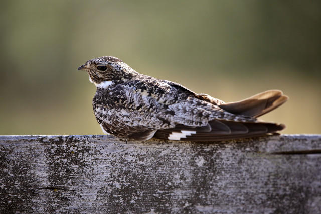 普通夜鹰 图据图虫创意