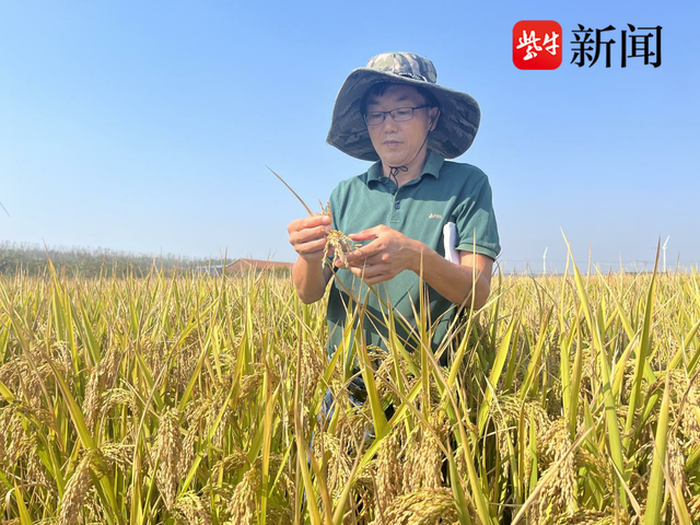 从2020年作为江苏省唯一的示范试验种植基地入选袁隆平"海水稻"团队在