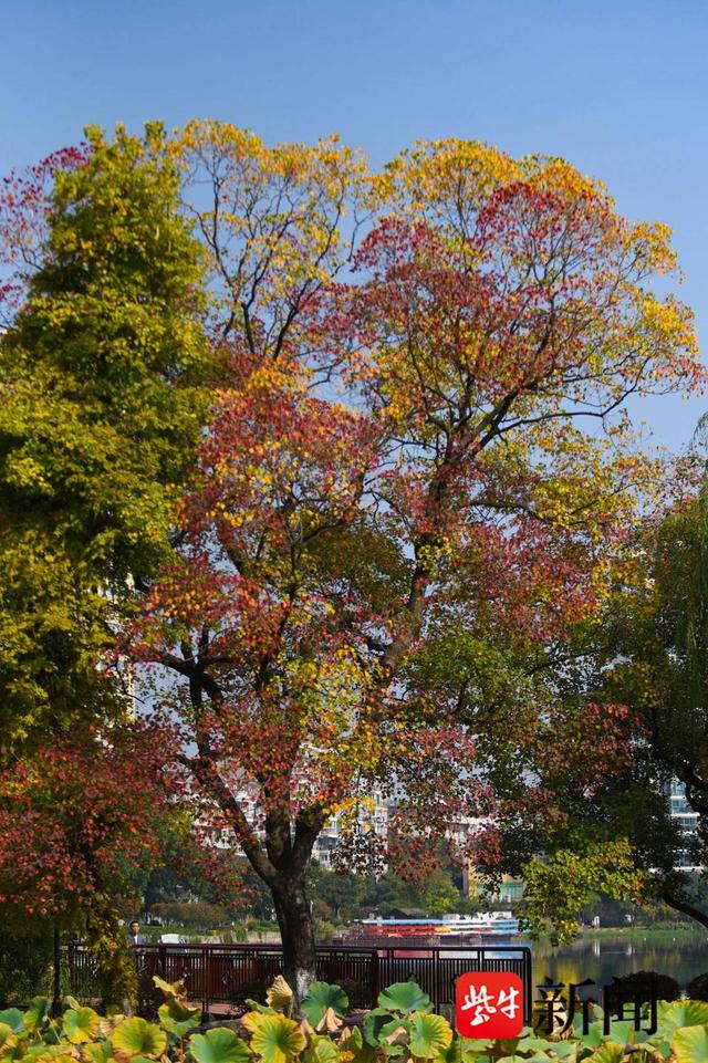 莫愁湖公园的乌桕目前莫愁湖景区内临水的乌桕树,红黄相间,如一幅清烟