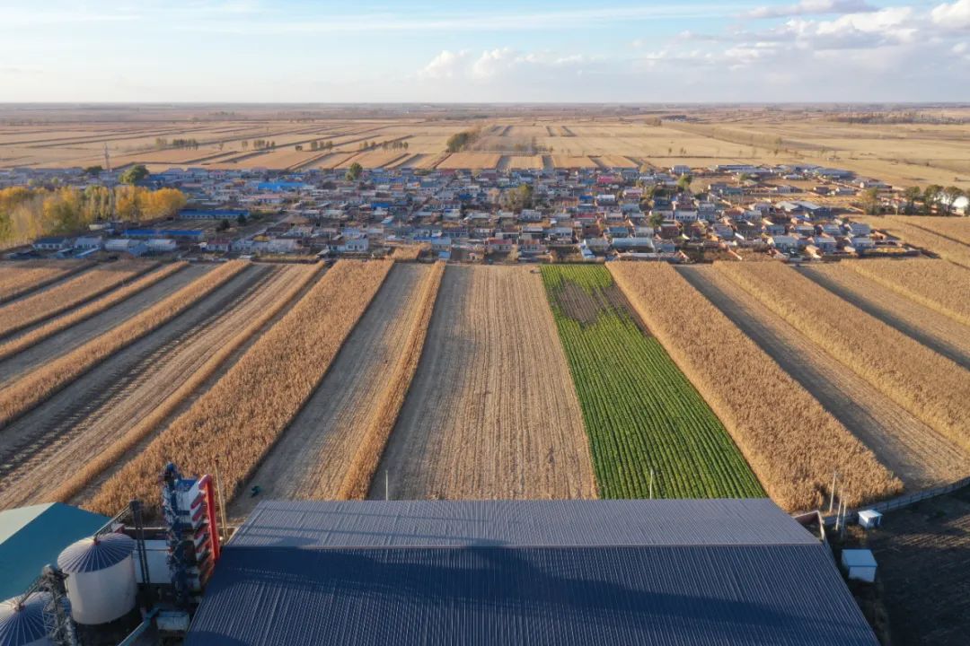 黑龙江省绥化市乡村秋收图.