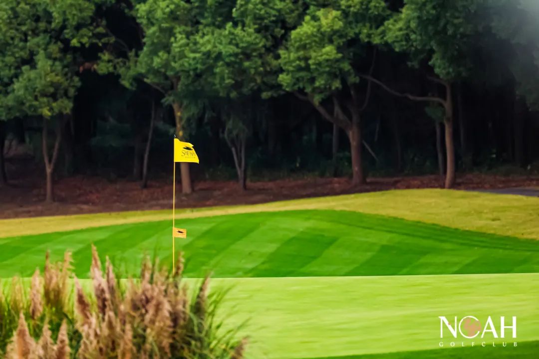 诺亚ngc全国高尔夫总决赛挥杆佘山,中国高尔夫国家队球手刘文博倾力同