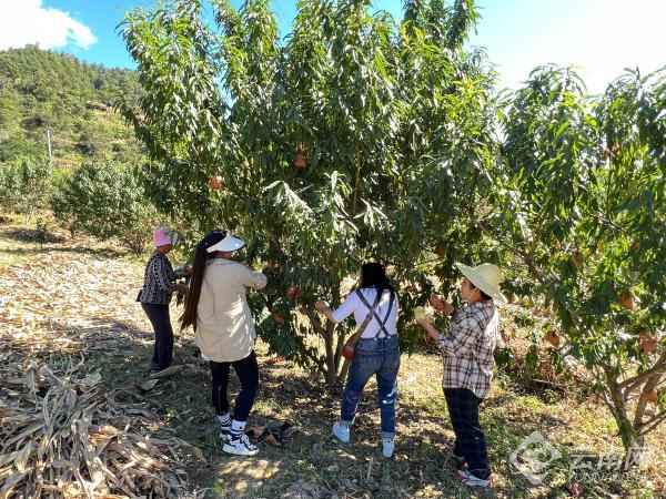 云南凤庆:冬桃迎丰收 "甜蜜"产业促增收|云南省_新浪财经_新浪网