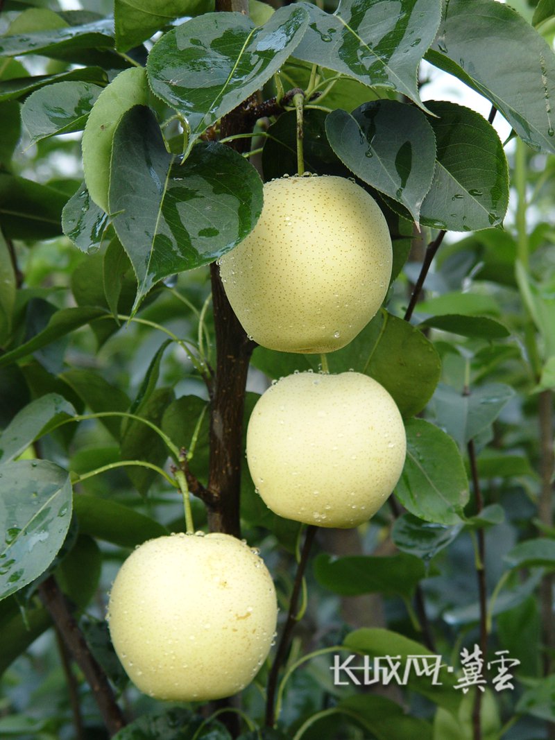 成熟的黄冠梨挂在枝头.河北省农林科学院 供图