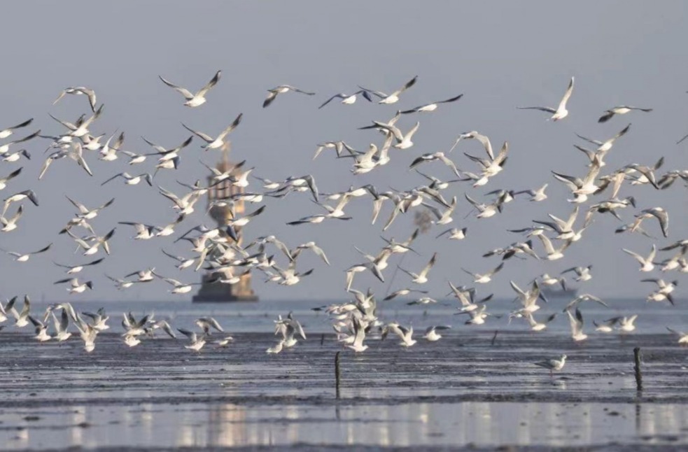 秋风起候鸟至 广西合浦现万只红嘴鸥迁徙盛况