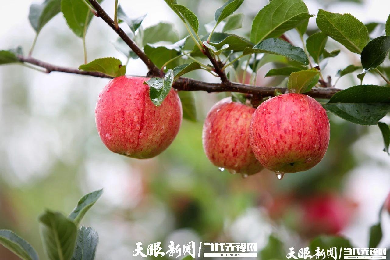 红彤彤的威宁苹果.何欢 摄