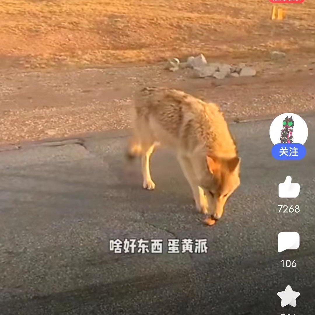 网红野狼该不该投喂对话西宁市野生动物园副园长齐新章人与野生动物应