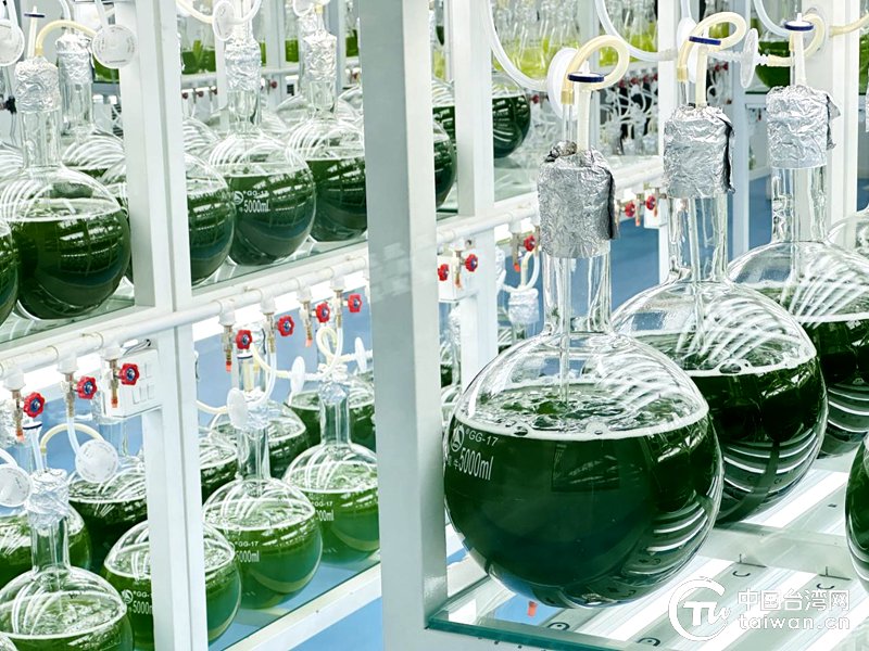 富含天然虾青素的雨生红球藻培养区.(中国台湾网 张曈 摄)