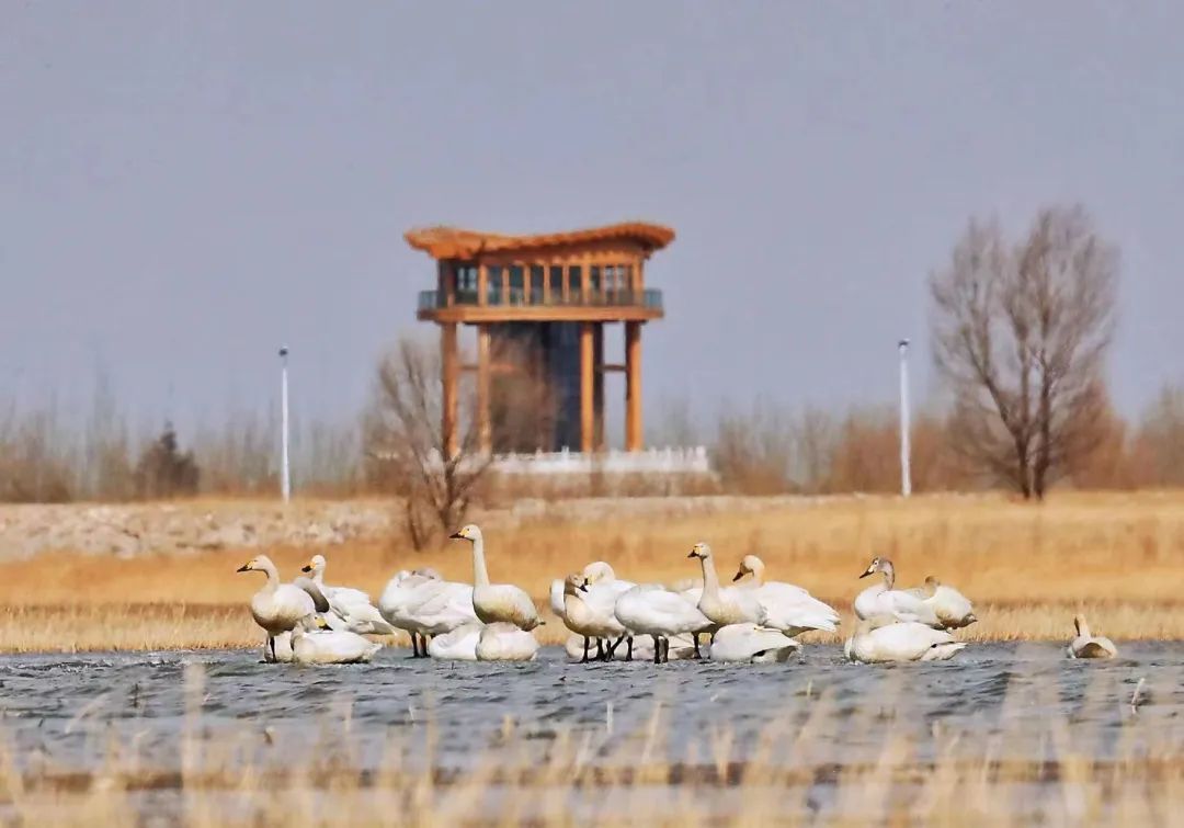 广灵县壶流河湿地