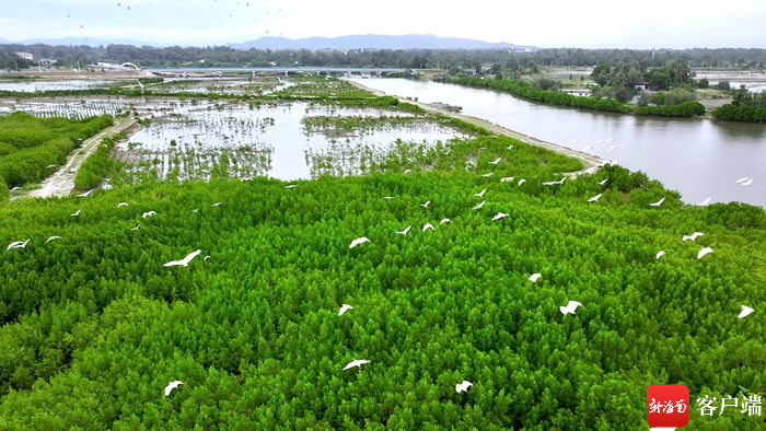 11月1日,白鹭在陵水红树林国家湿地公园内休憩.记者 吴兴财 摄