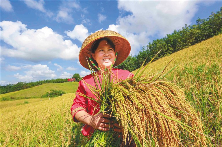 白沙黎族自治县青松乡的农民收割山栏稻.海南日报记者 陈元才 摄