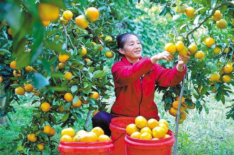 贵州 11月7日,在贵州省开阳县南龙乡土香村,果农在采摘蜜橘.