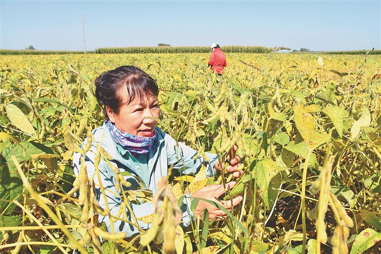 科研人员李艳华在大豆田里.
