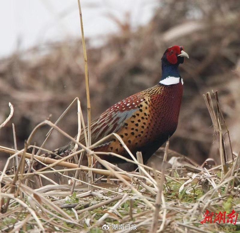 由于喜欢生活在荒野林边,雄鸡好斗,所以又名野鸡.