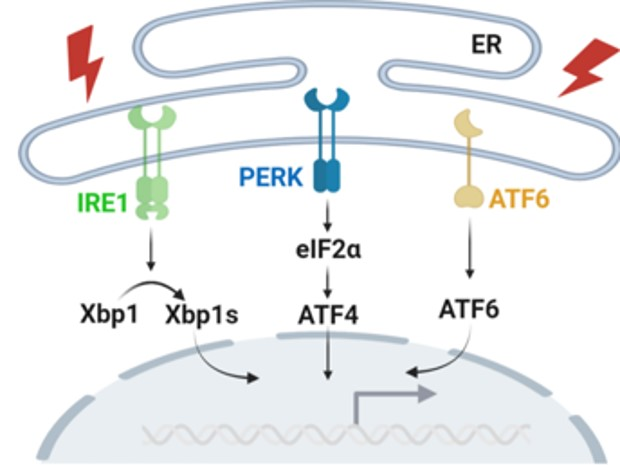 (endoplasmic reticulum, er)的加工和折叠能力,这就导致了内质网应激