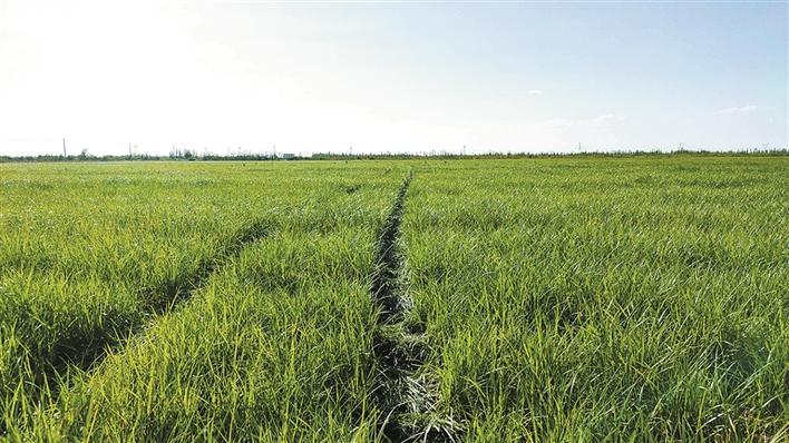 航拍三师五十四团兴安镇油莎豆种植示范基地(摄于2021年8月4日).