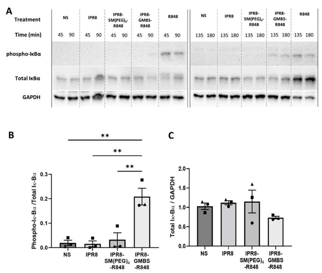 为什么采用4个血凝单位解析R848结合流感疫苗的偶联剂依赖效应：对APC激活及体内免疫原性，存在哪些影响？_https://www.jmylbn.com_新闻资讯_第6张