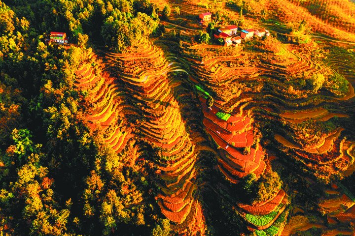 彩色梯田如油画|油画|画家_新浪科技_新浪网