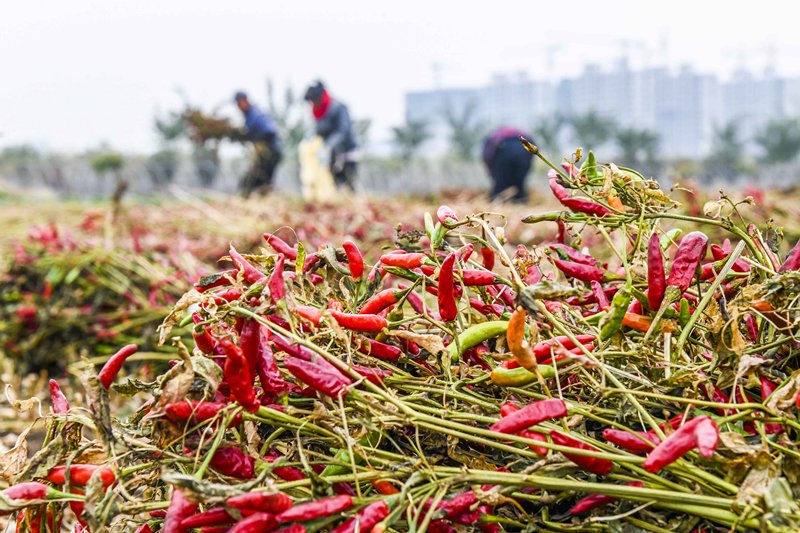 11月8日,农民在河北省遵化市一家蔬菜专业合作社种植基地收获辣椒.