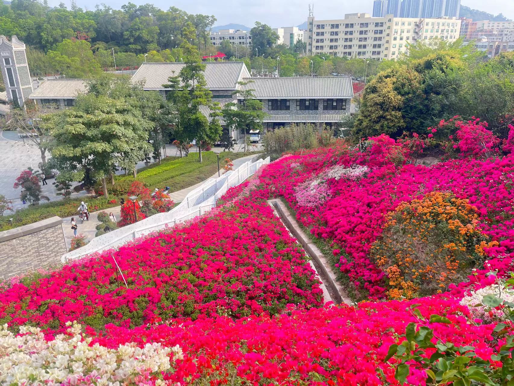 "美丽邂逅,紫陌芳华" 2023深圳簕杜鹃花展11月10日开幕|深圳市_新浪