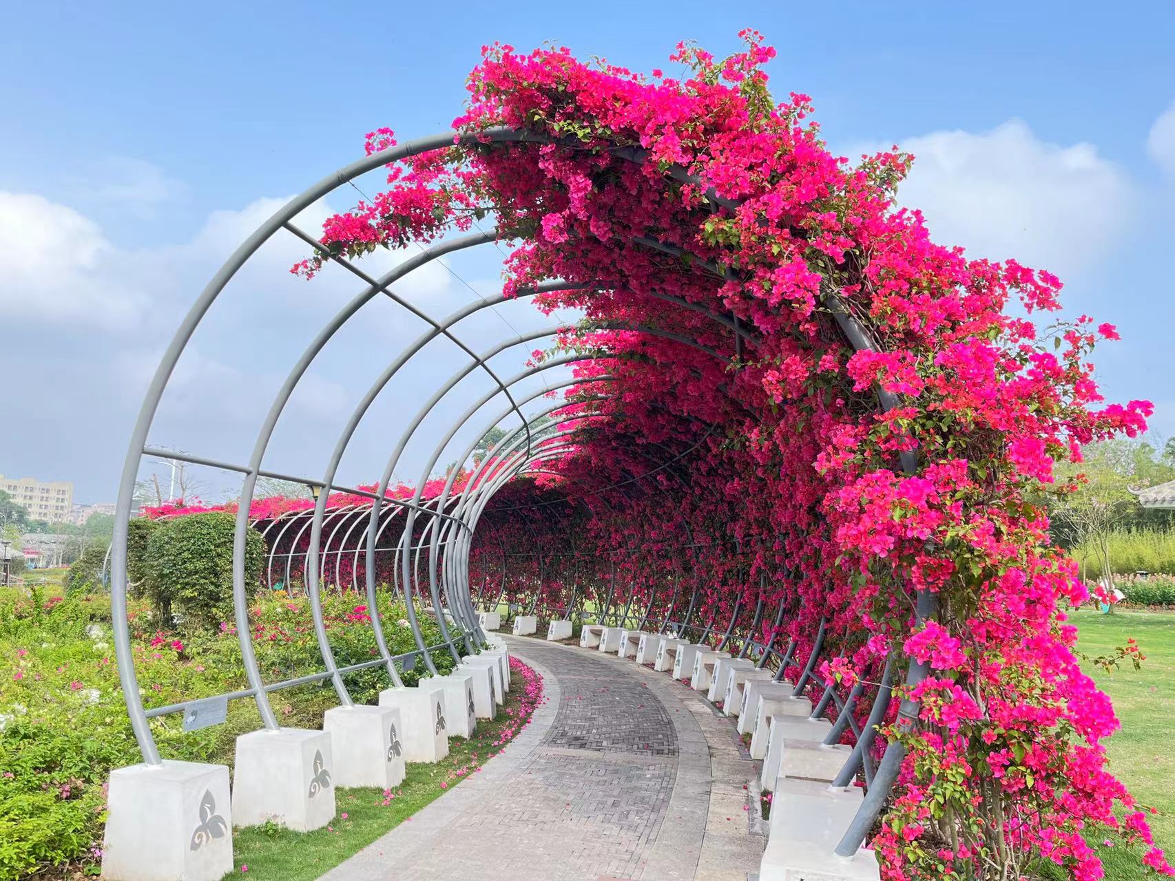 "美丽邂逅,紫陌芳华" 2023深圳簕杜鹃花展11月10日开幕|深圳市_新浪