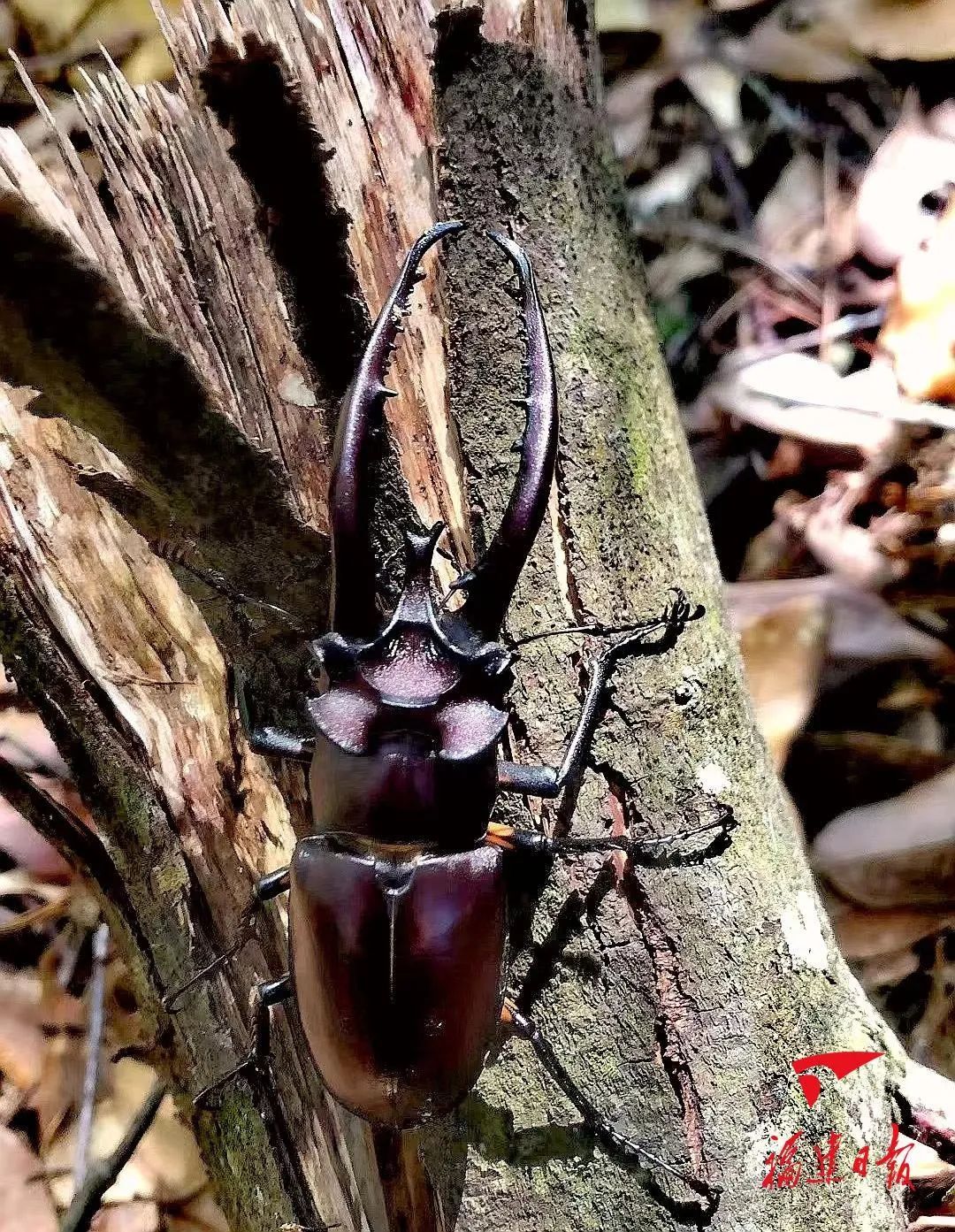巨叉深山锹甲 雷秀钦 摄