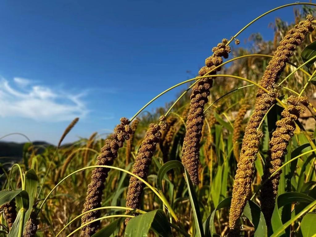 10月16日,涉县王金庄,复垦梯田喜获丰收.王虎林摄