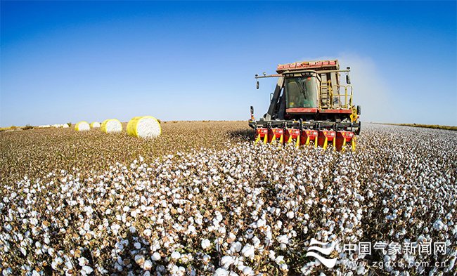 11月上旬,新疆维吾尔自治区巴音郭楞蒙古自治州尉犁县棉花迎丰收.