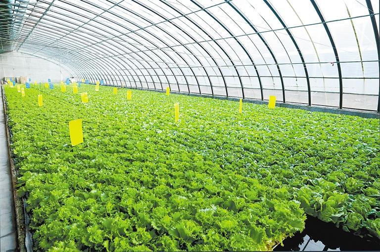 兴晟现代农业园区大棚内长势良好的水培蔬菜.