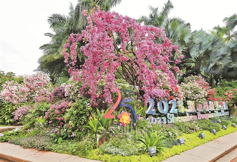 11月9日,莲花山公园内,2023深圳簕杜鹃花展即将"盛装迎客".