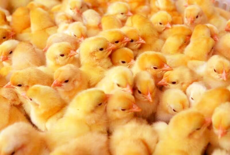 刚孵化出来的"岑小鸡"鸡苗.甘鹏/摄