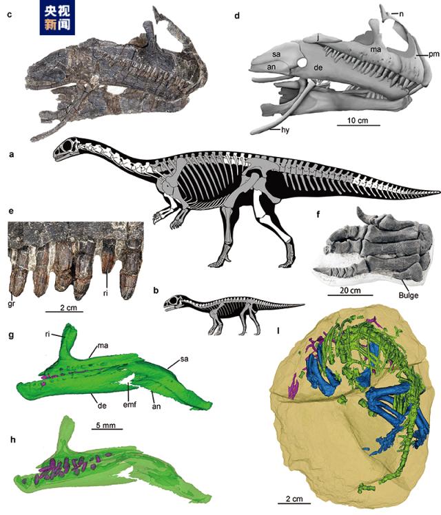 黔龙成体和幼体的骨骼复原图