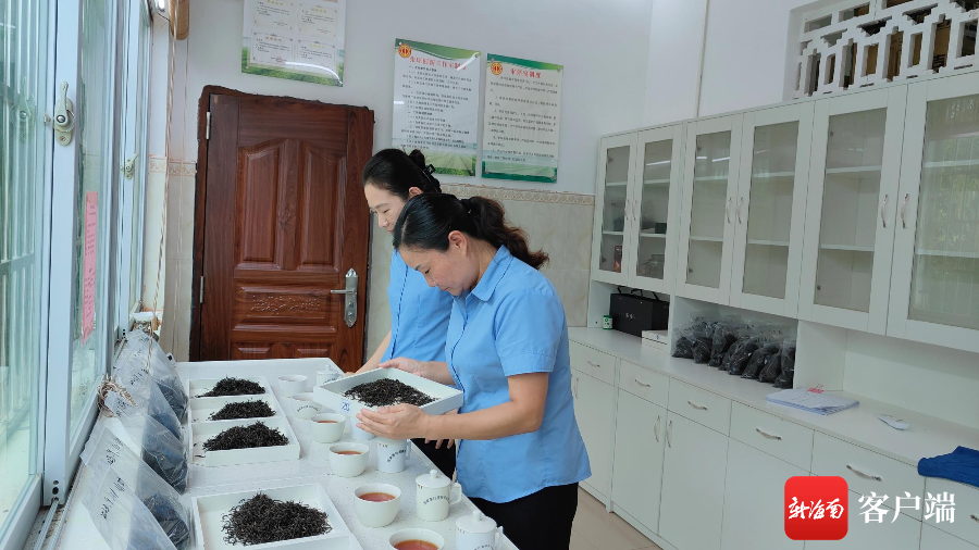 张琼(右)和创新工作室成员一起审评茶叶.受访者供图