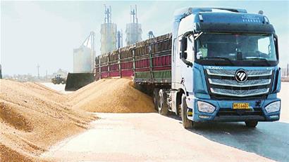 满载玉米的运粮车.