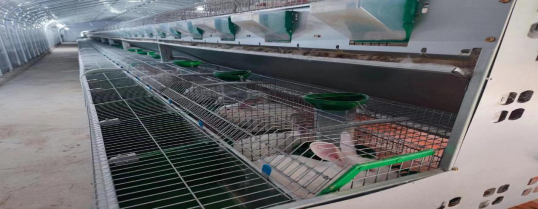 肉兔养殖场现貌