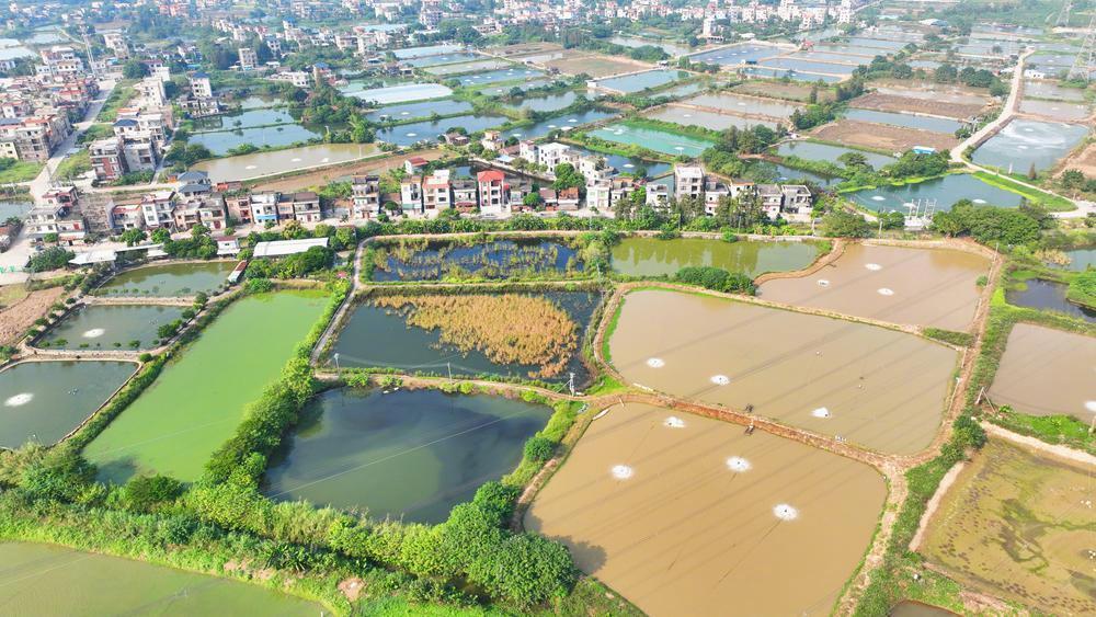均安镇1.5万亩连片养殖鱼塘 王泽宝 摄