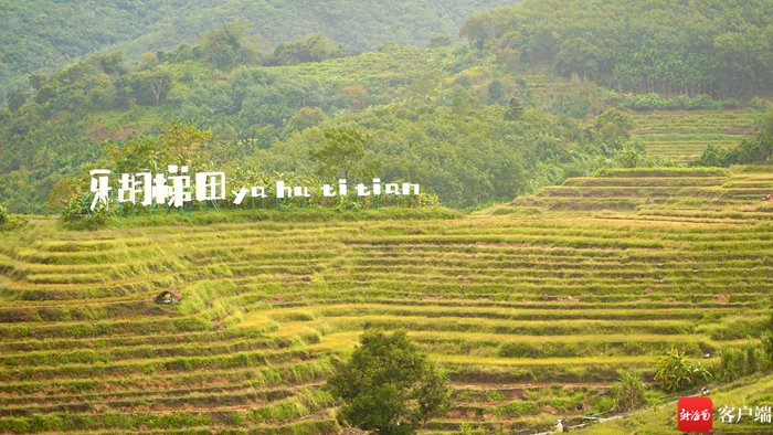 牙胡梯田成了"金色海洋".记者 余育桑 摄