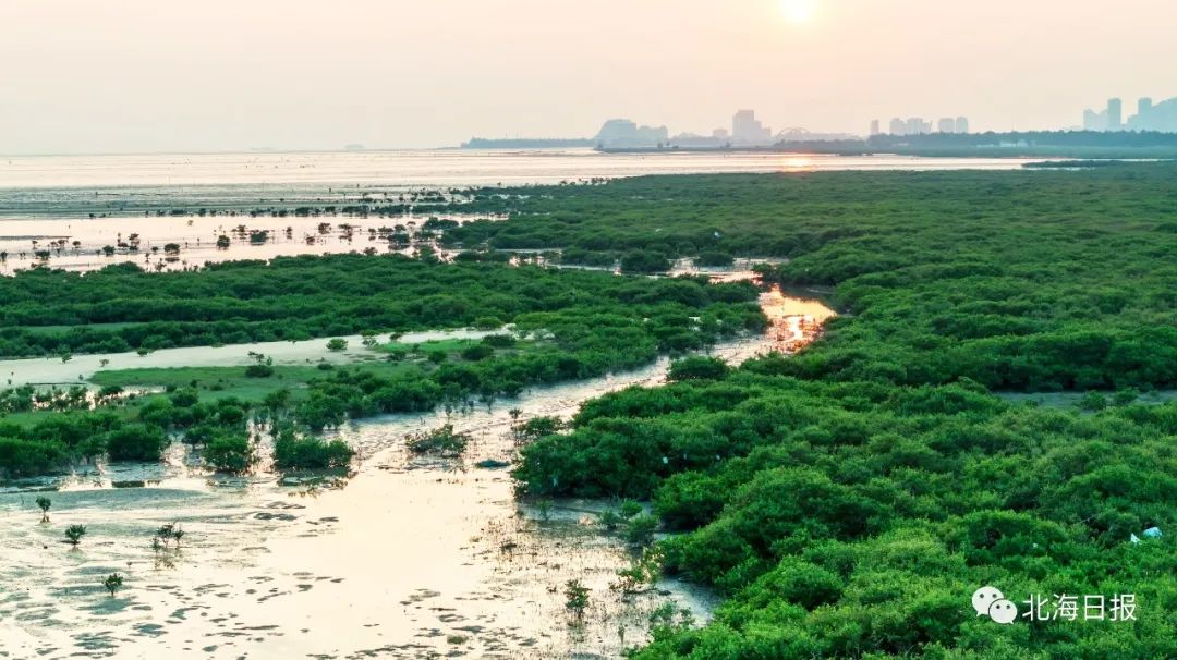 景色优美的金海湾红树林生态保护区.许振国 摄
