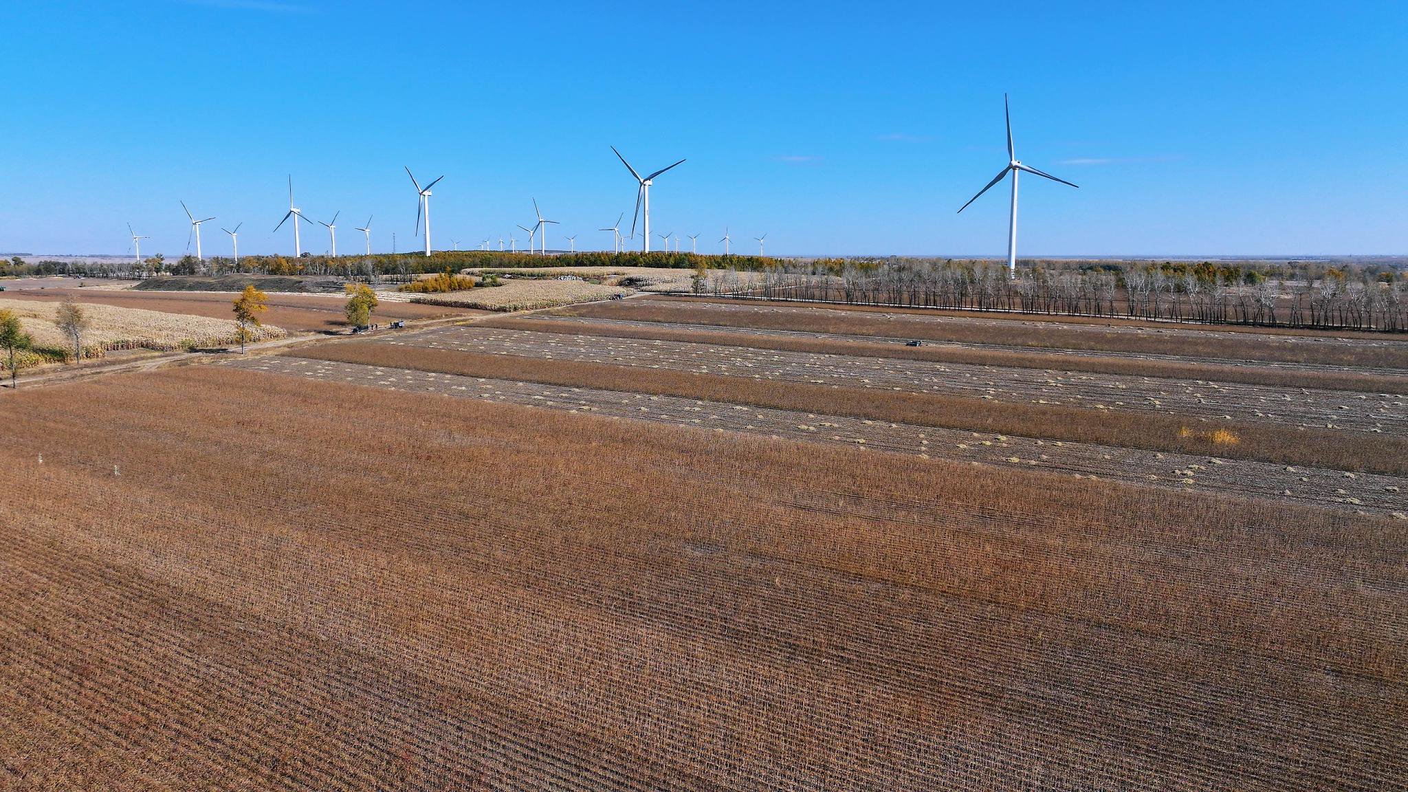 集贤县大豆连片种植基地