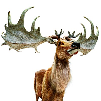 大角鹿数字化复原