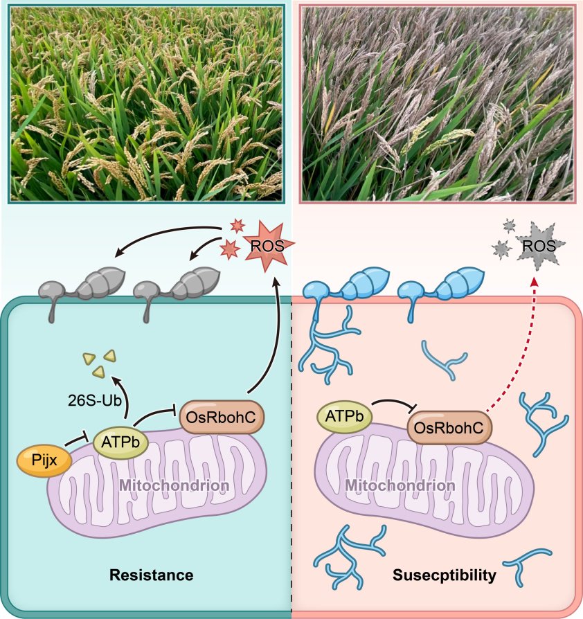 图注:pijx基因调控水稻稻瘟病抗性的分子机制(中国农科院植保所供图)