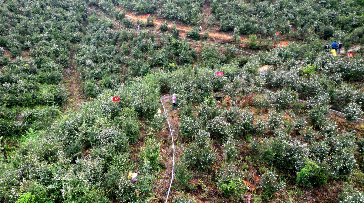 粤桂携手!广西三江油茶文化旅游节签约超12亿元