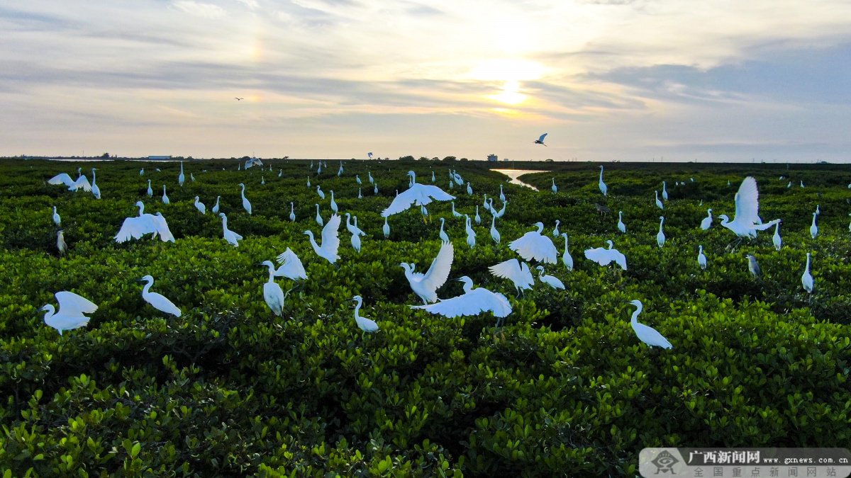 在北海市合浦县沙岗镇七星岛的一片红树林,数百只白鹭翩翩起舞,追逐