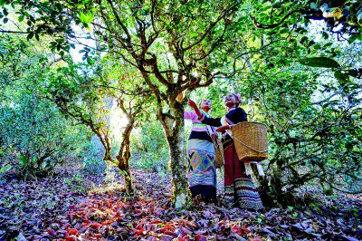 &nbsp;&nbsp;&nbsp;&nbsp;古茶树下的采茶姑娘.卢磊摄