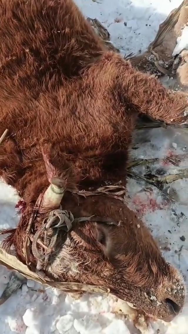 依兰县两头牛被咬死.视频截图
